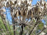 Heracleum sosnowskyi. Элементарное соплодие-зонтик. Смоленская обл., Смоленский р-н, окр. пос. Каспля. 30.09.2010.