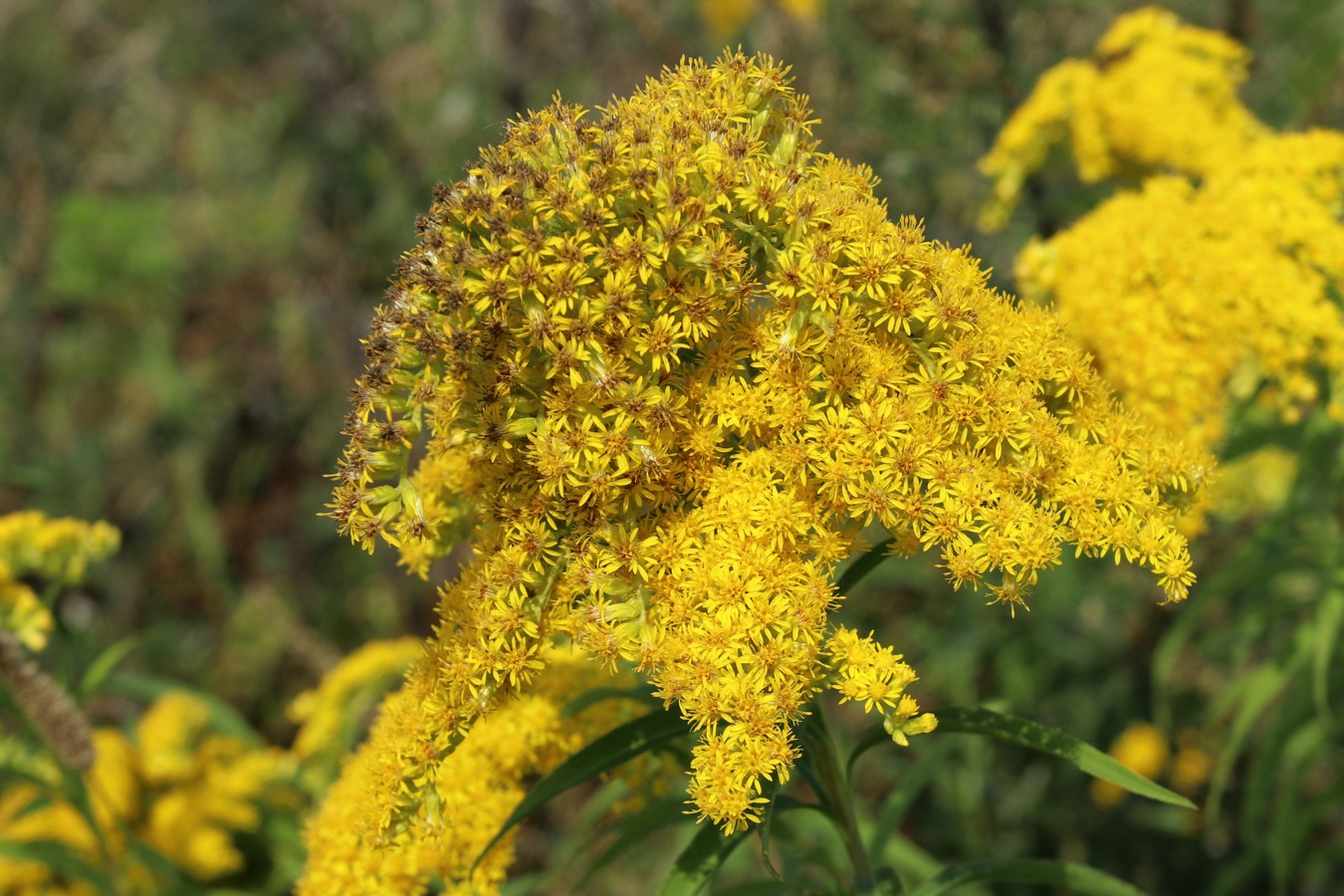 Изображение особи Solidago canadensis.