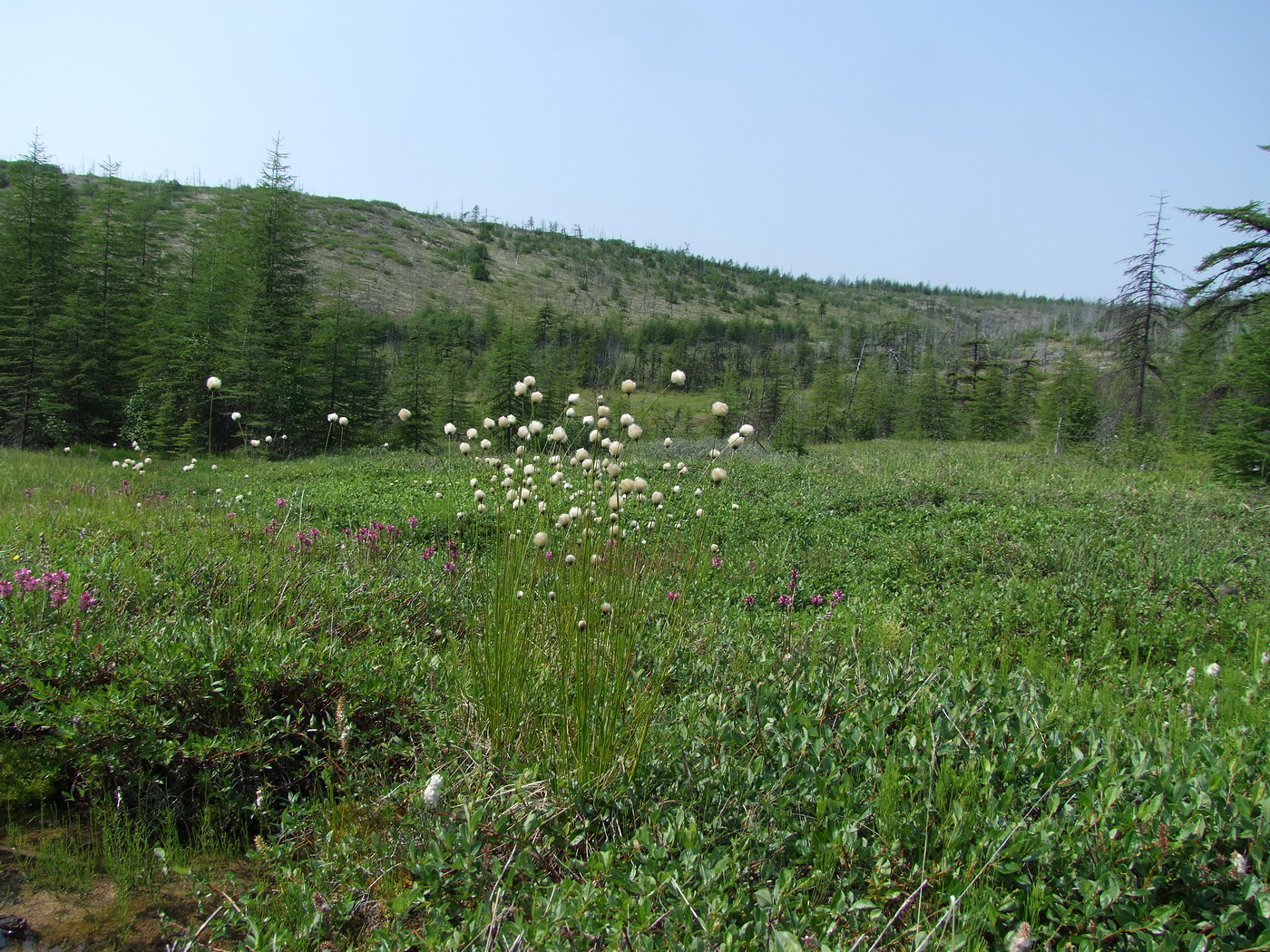 Image of Eriophorum brachyantherum specimen.