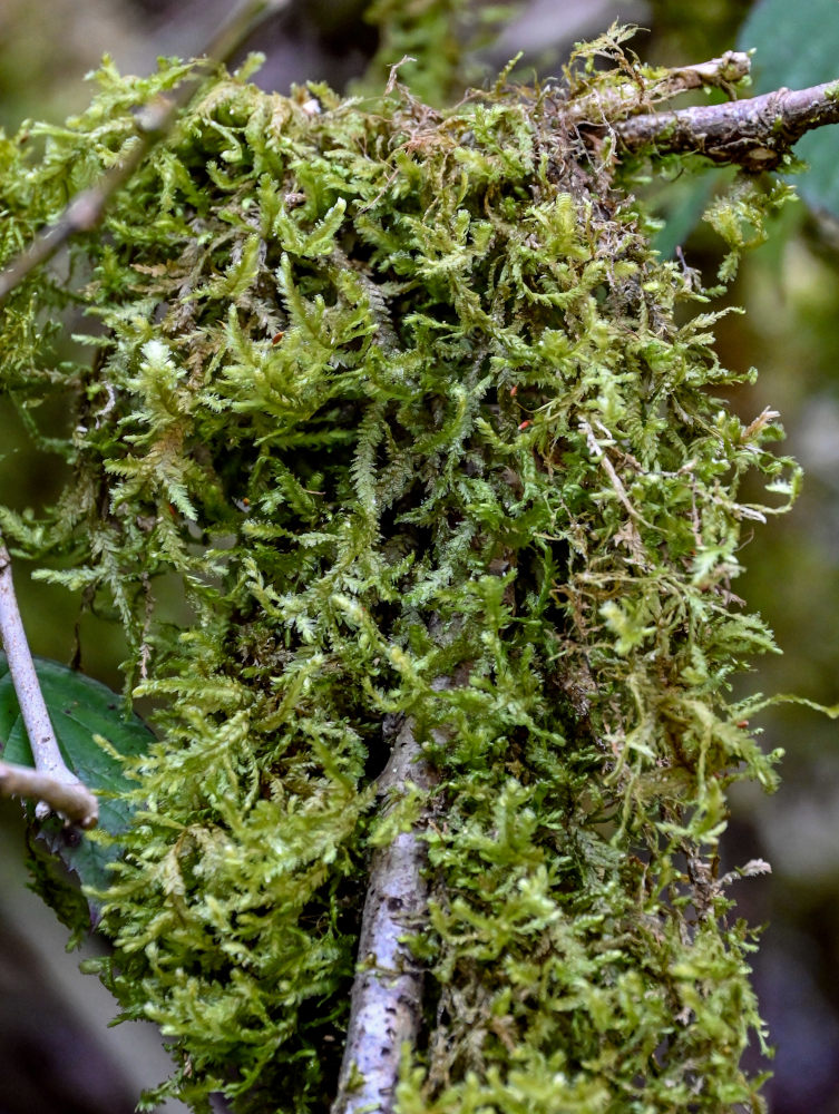 Image of Neckera crispa specimen.