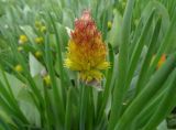 Смотреть изображение Allium fedtschenkoanum