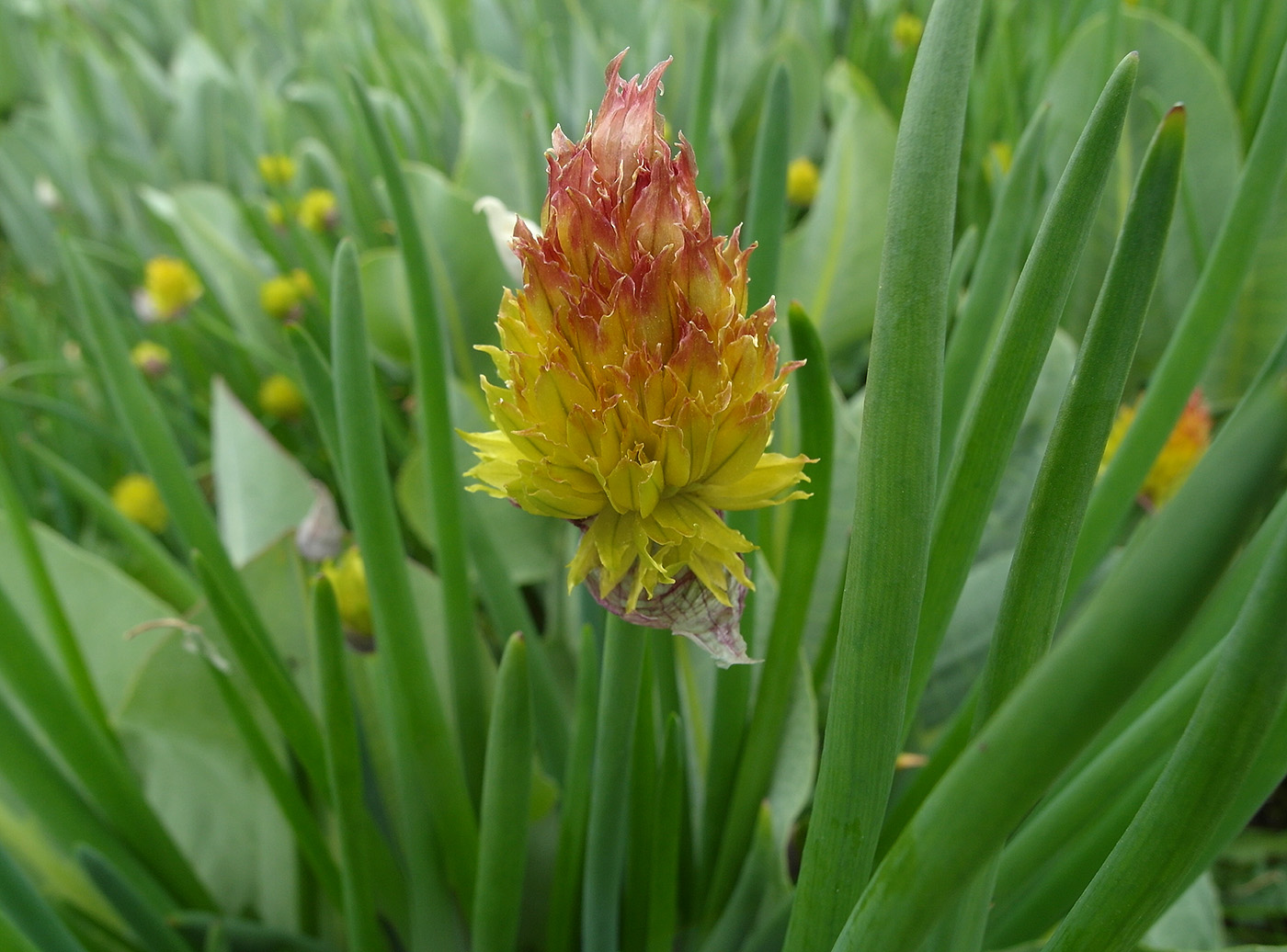 Изображение особи Allium fedtschenkoanum.