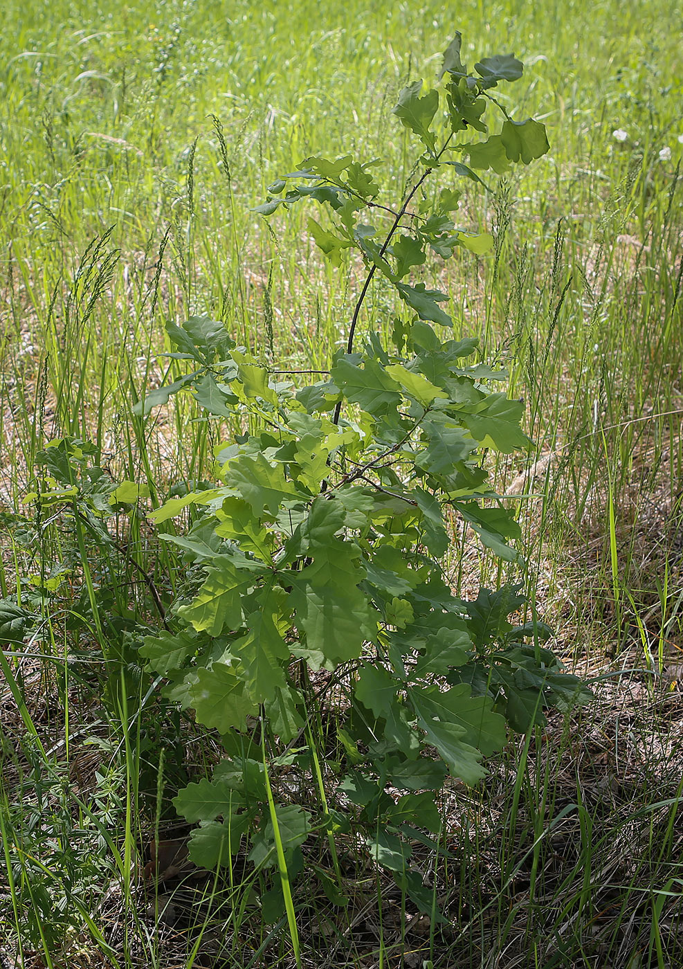 Image of Quercus robur specimen.