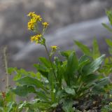 Solidago подвид caucasica