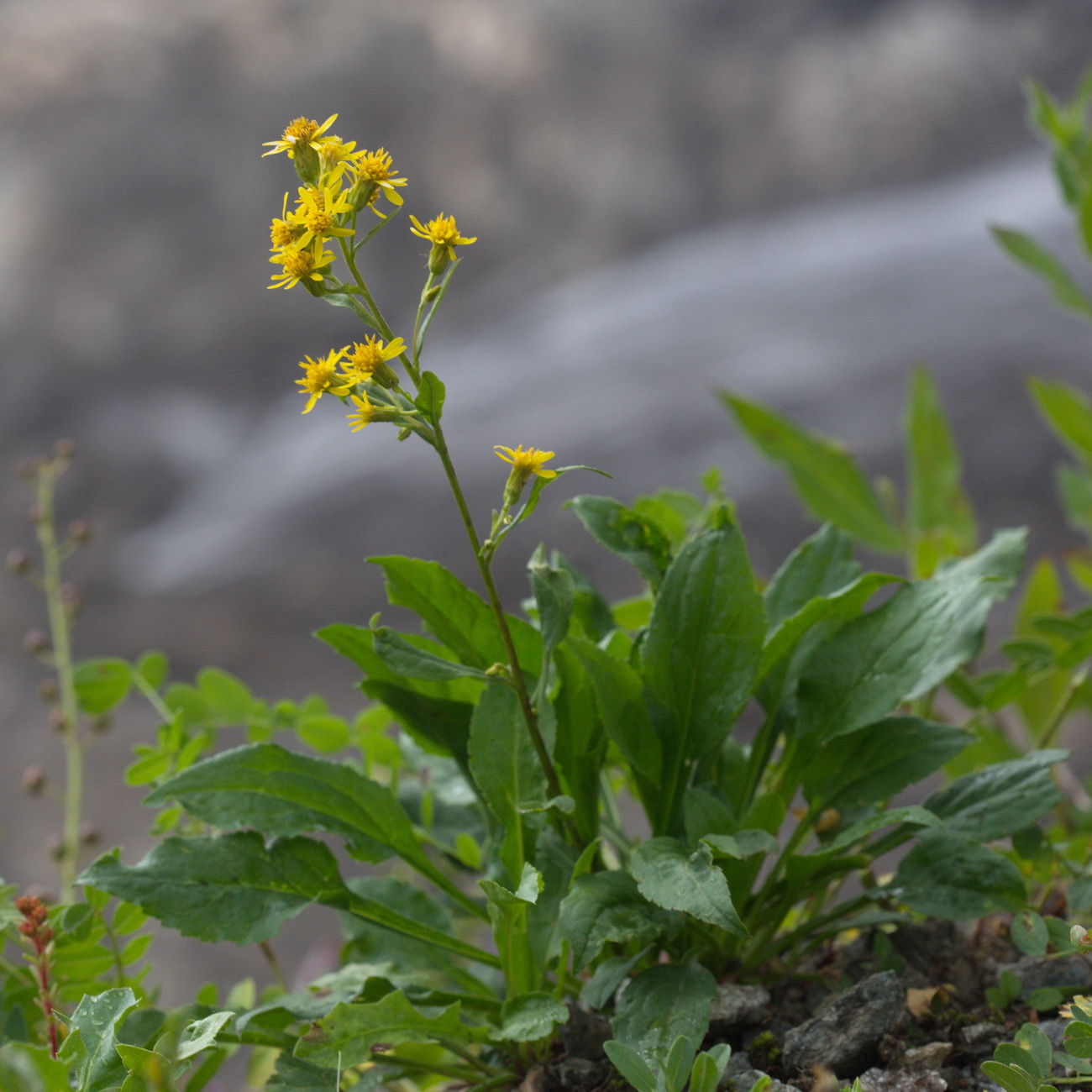 Изображение особи Solidago virgaurea ssp. caucasica.