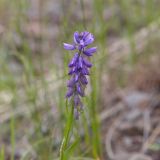 Polygala hybrida