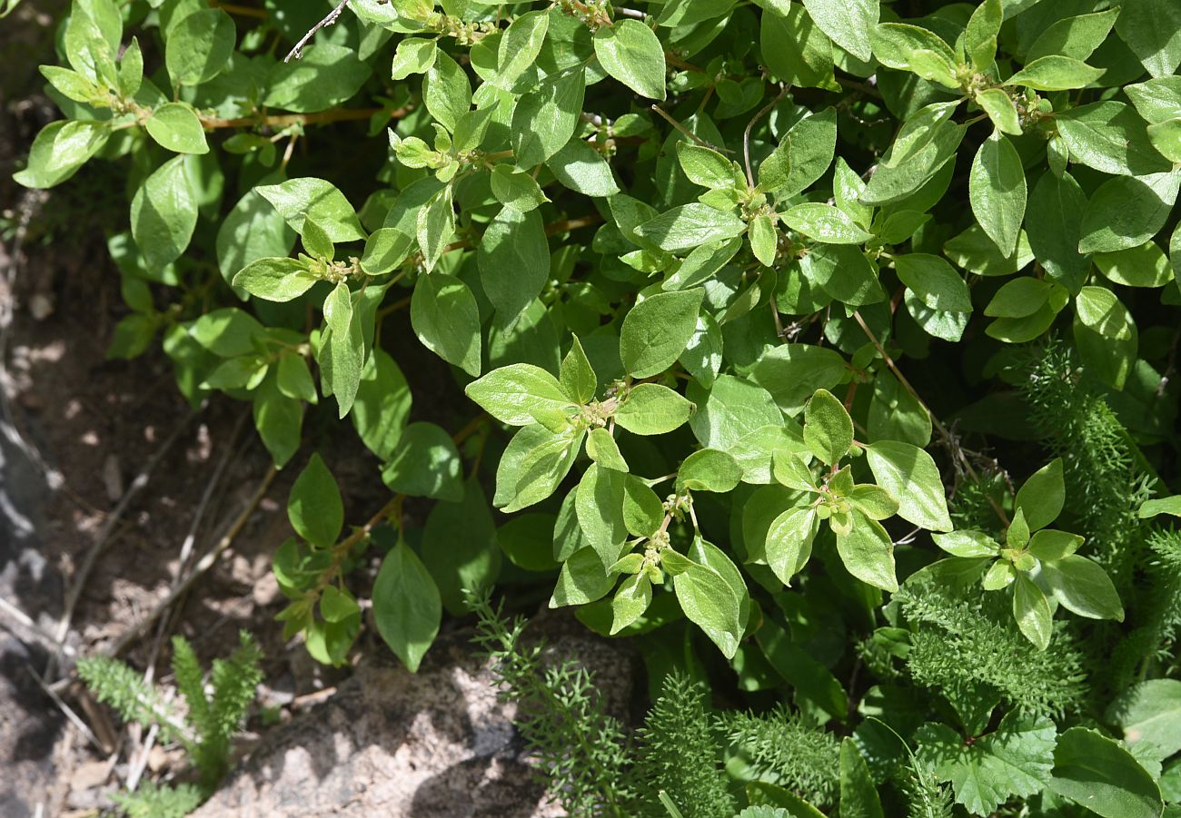 Image of genus Parietaria specimen.