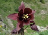 Aquilegia atrovinosa