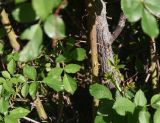 genus Rosa. Часть побега. Турция, ил Ыгдыр, Харабабазарский перевал, среди старой лавы. 19 мая 2025 г.