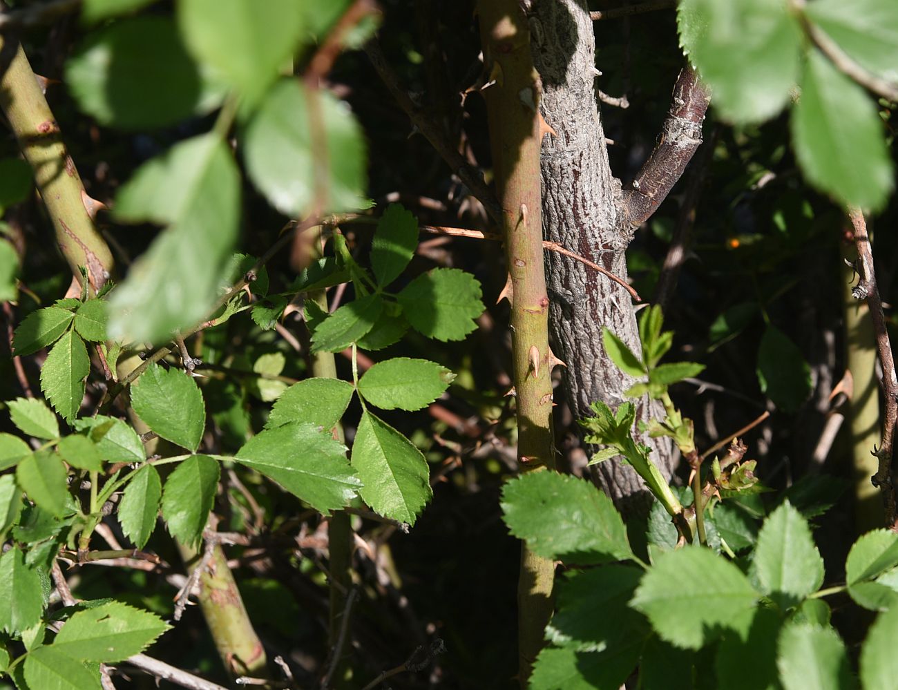 Image of genus Rosa specimen.
