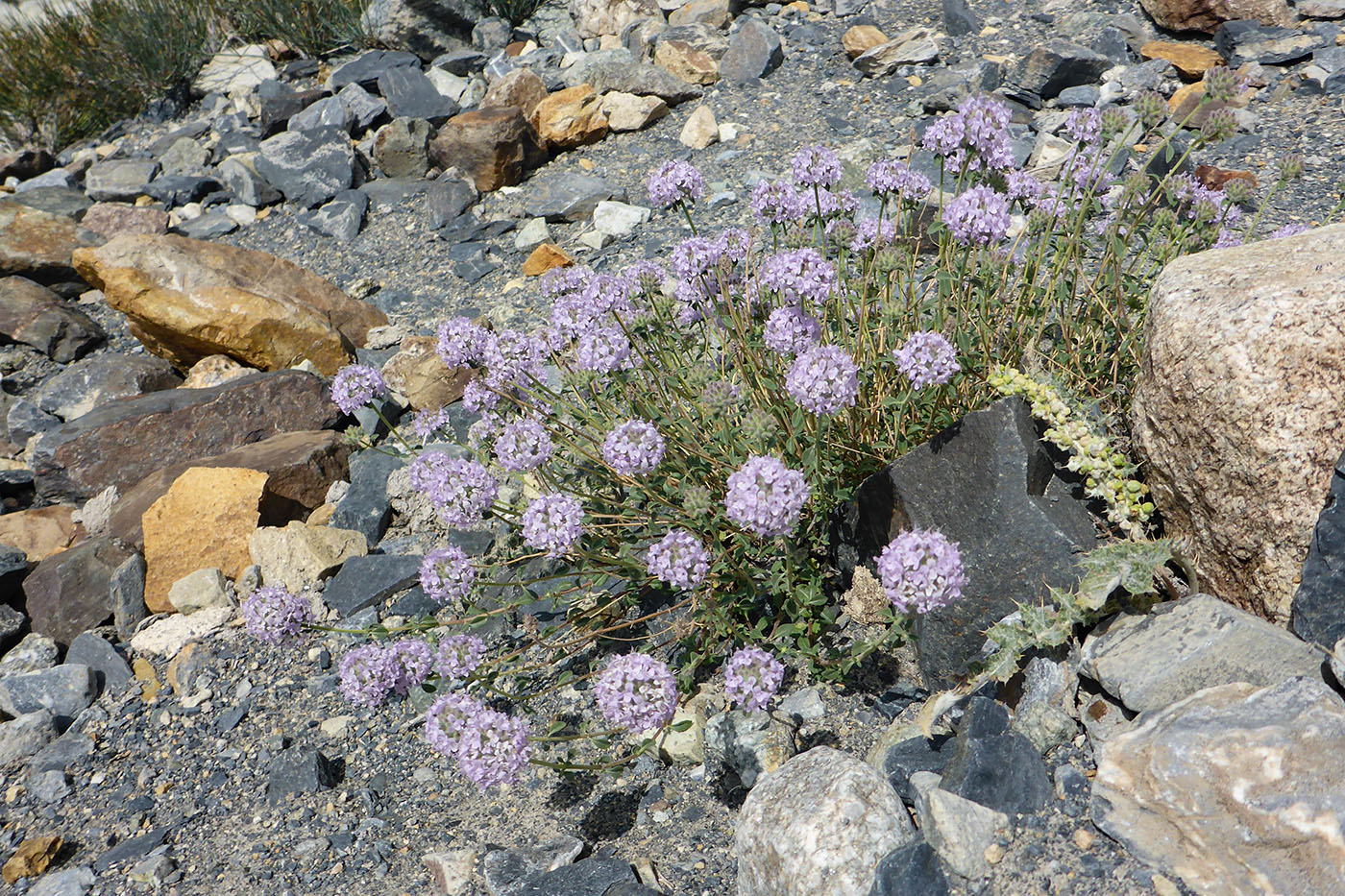 Image of Ziziphora pamiroalaica specimen.