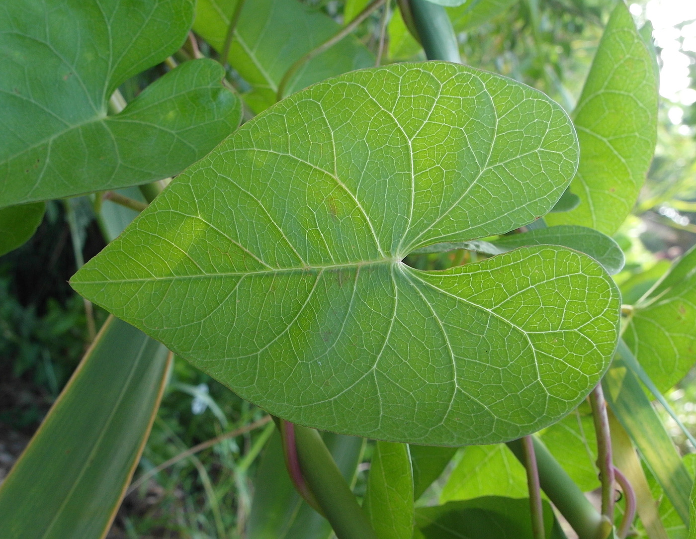 Изображение особи Ipomoea sagittata.
