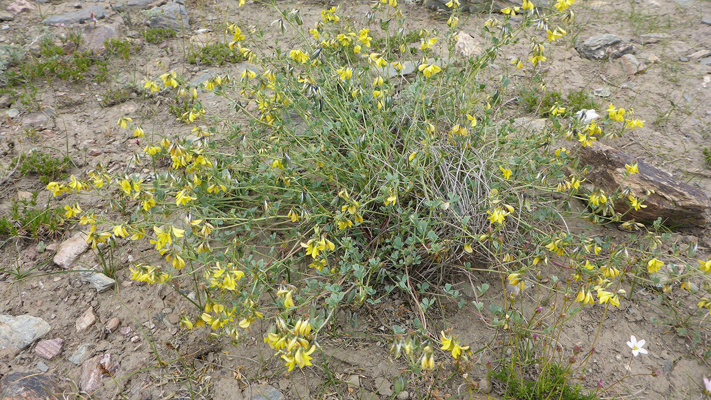 Image of Melilotoides pamirica specimen.