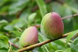 Amygdalus bucharica. Плоды в каплях дождя. Таджикистан, Гиссарский хр., басс. р. Варзоб, ущ. р. Кондара, ≈ 1400 м н.у.м., пояс шибляка, склон с гранитным мелкозёмом. 19 апреля 2025 г.