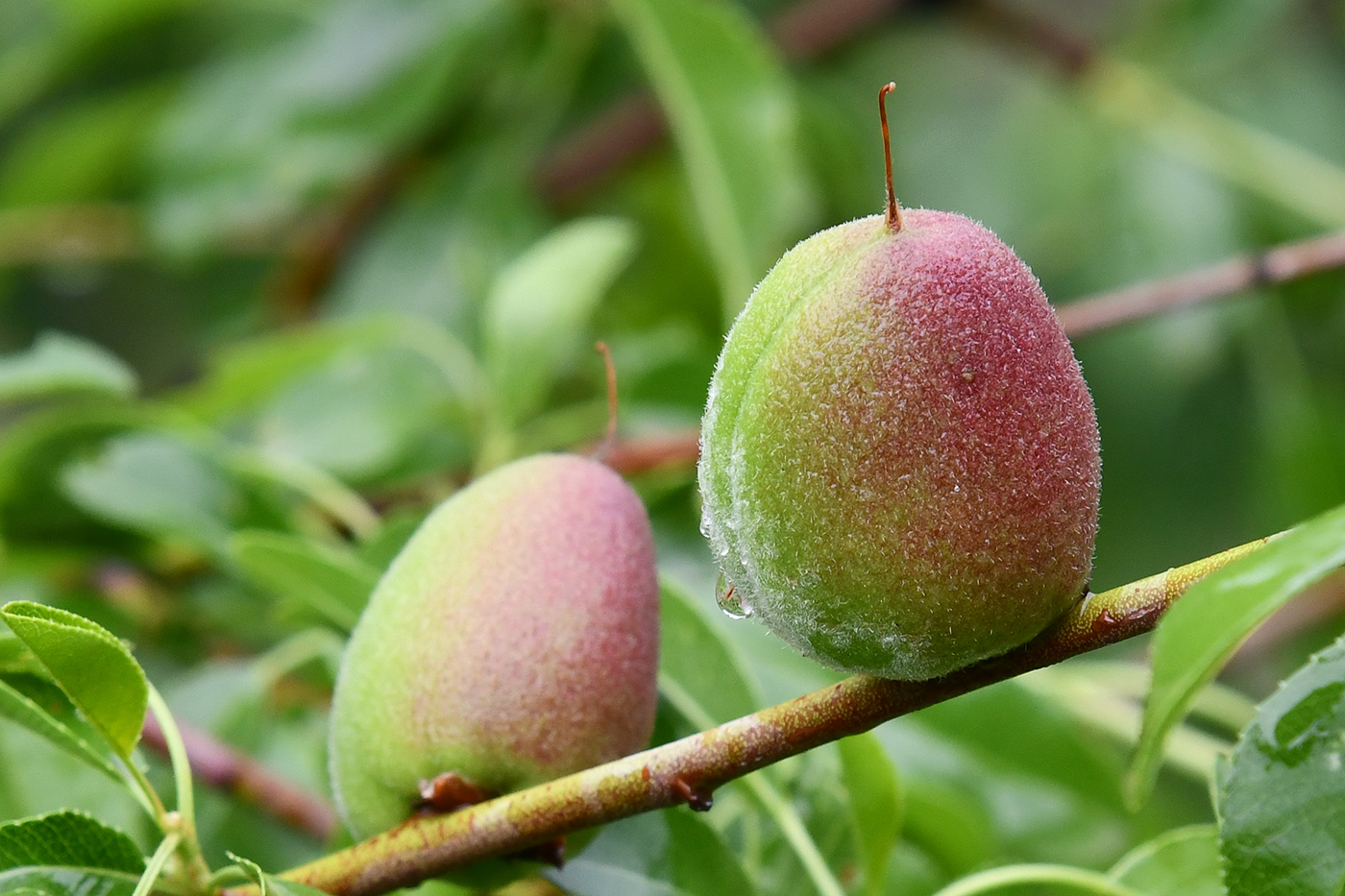 Изображение особи Amygdalus bucharica.