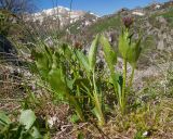 genus Gentiana
