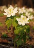 Eranthis tanhoensis