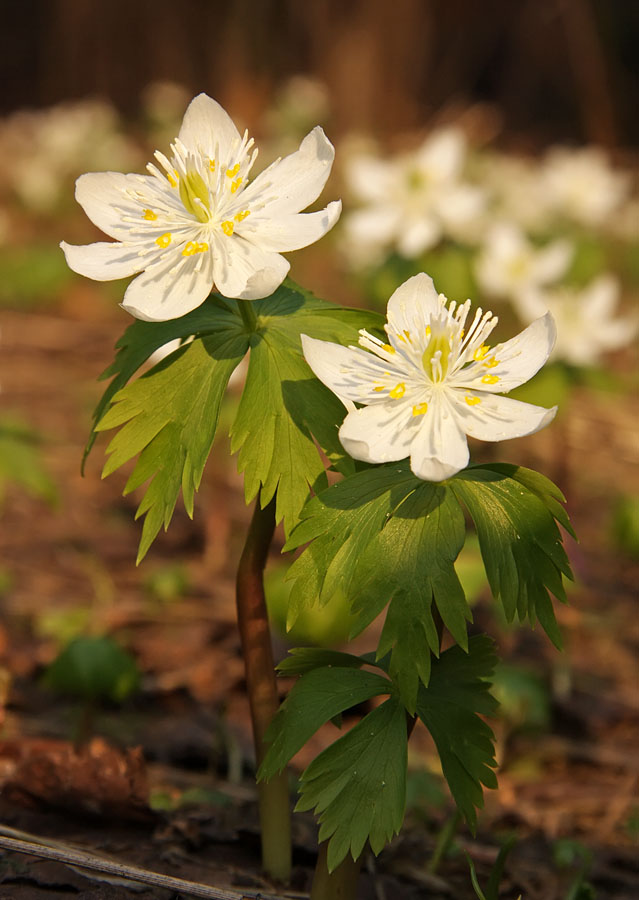 Изображение особи Eranthis tanhoensis.