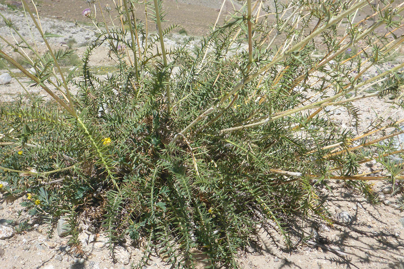 Изображение особи род Cousinia.