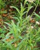 Xerochrysum bracteatum. Часть стебля с листьями. Москва, Троицкий адм. округ, пос. Первомайское, в культуре. Октябрь 2025 г.