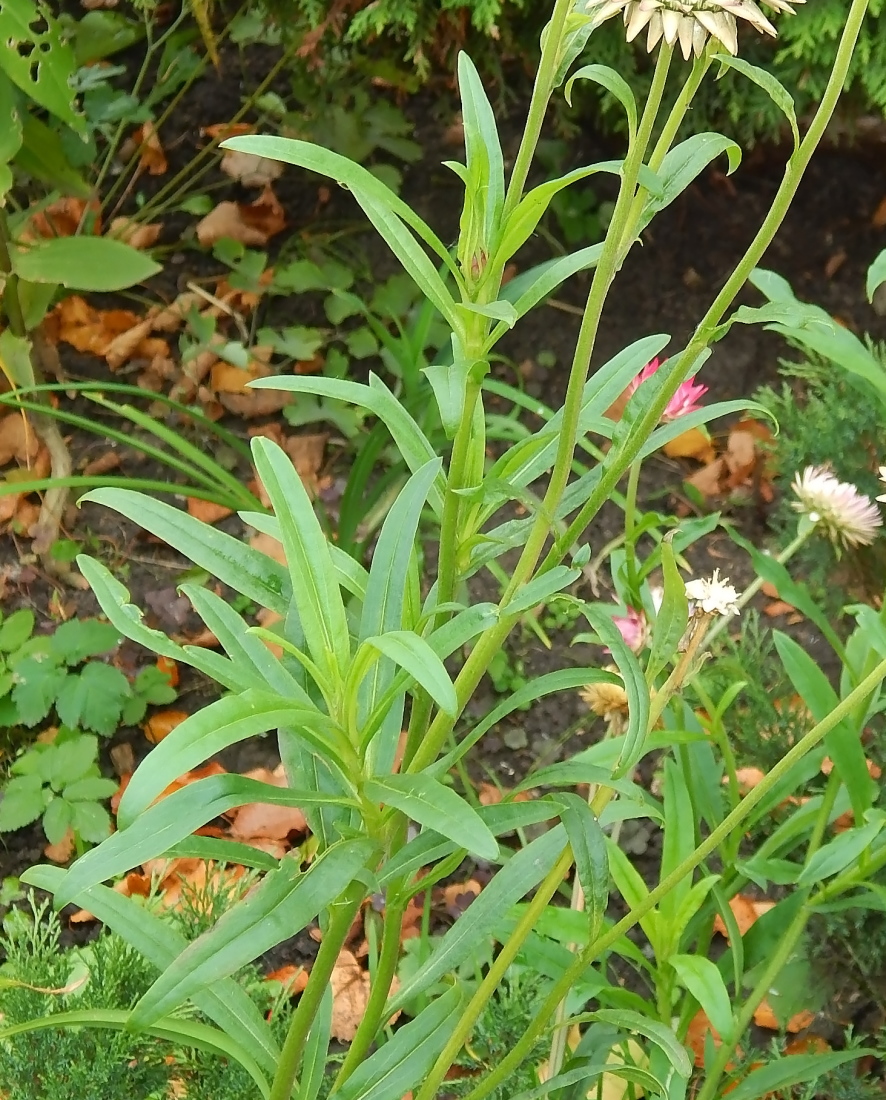 Изображение особи Xerochrysum bracteatum.