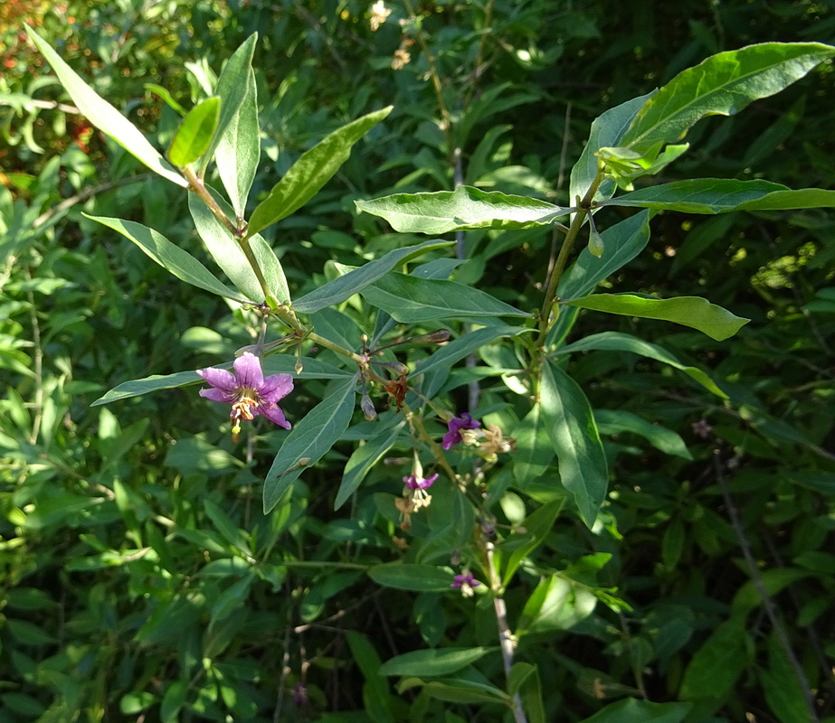 Image of Lycium barbarum specimen.