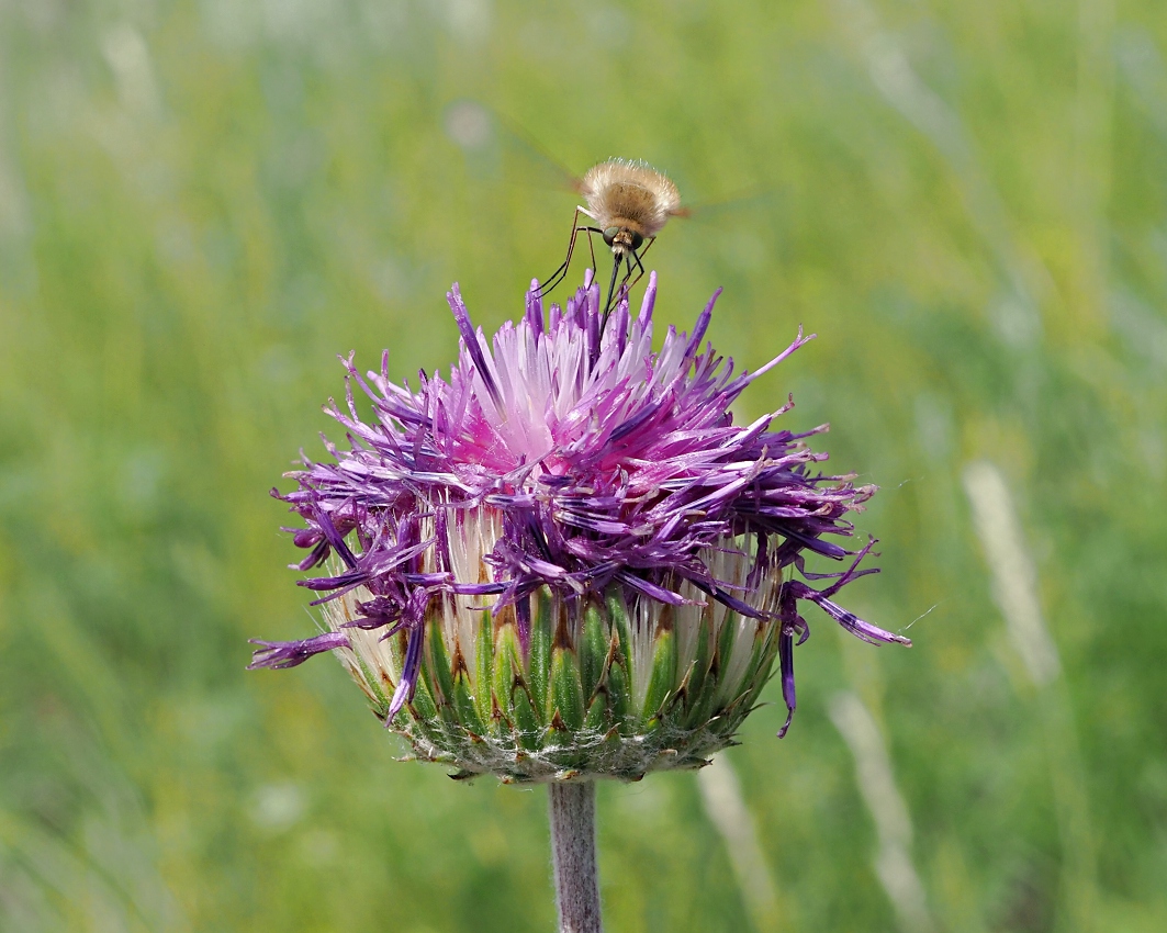 Image of Jurinea arachnoidea specimen.
