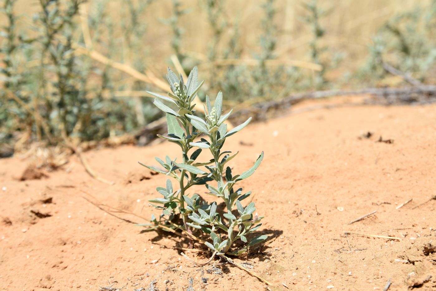 Image of familia Chenopodiaceae specimen.