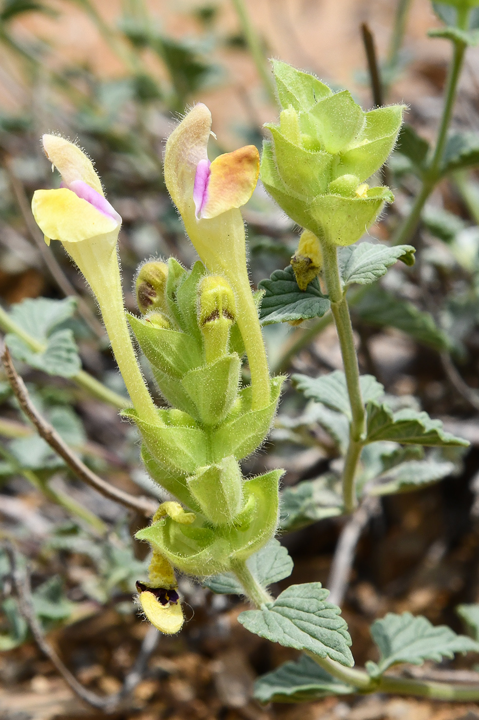 Изображение особи Scutellaria adenostegia.