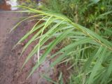Salix viminalis