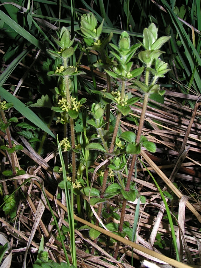 Image of Cruciata krylovii specimen.