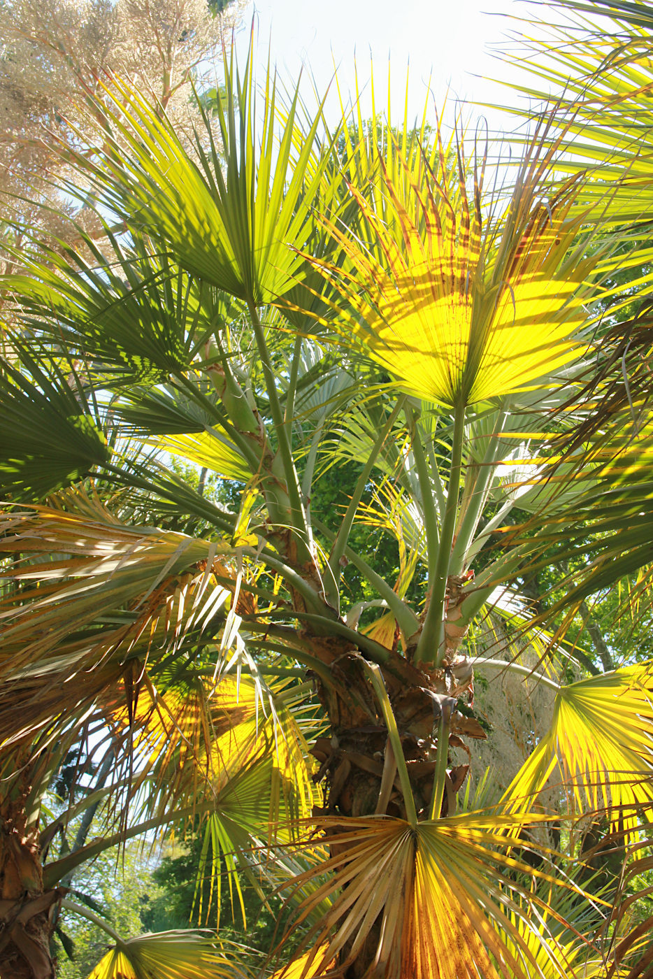 Изображение особи семейство Arecaceae.