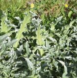 Image of taxon representative. Author is Александр Лебедев