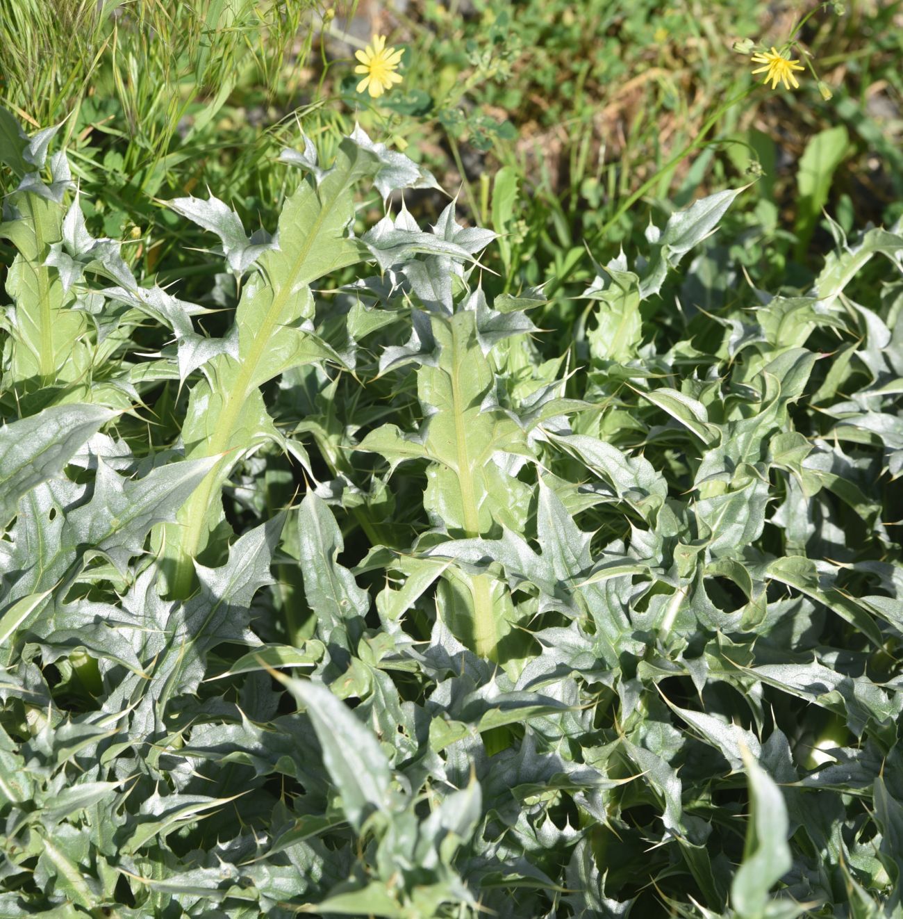 Image of Carduus thoermeri specimen.