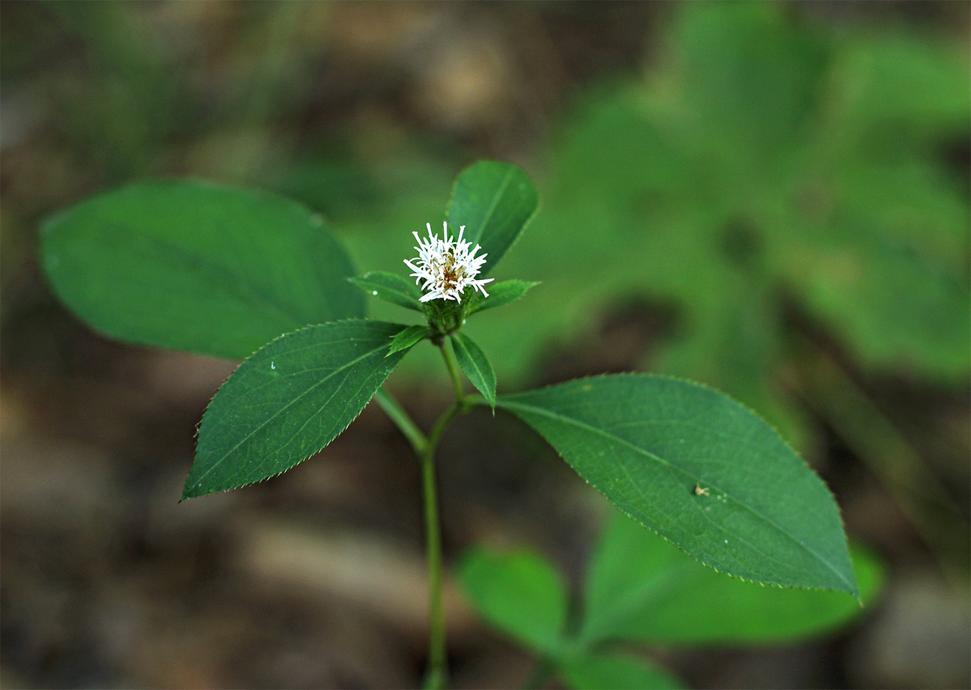 Изображение особи Atractylodes ovata.