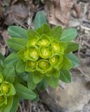 Euphorbia condylocarpa. Соцветие. Краснодарский край, Крымский р-н, окр. станицы Неберджаевская, задернованное скальное обнажение на месте старого заросшего карьера. 27.03.2026.