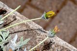 Gazania rigens разновидность leucolaena. Верхушка побега с распускающимся соцветием. Португалия, о-в Мадейра, пос. Порту-Мониш, в культуре. 19.08.2025.