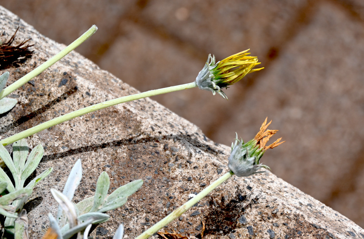 Изображение особи Gazania rigens var. leucolaena.