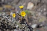 Tussilago farfara. Цветущее растение. Мурманск, Октябрьский р-н, смешанный лес, обочина тропы, насыпь. 04.05.5026.