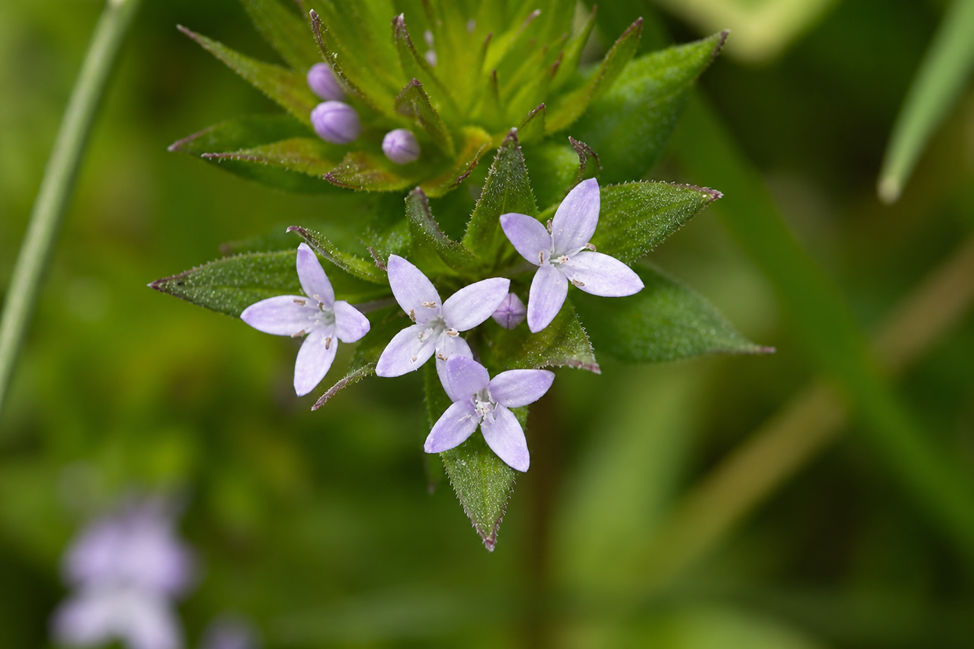 Image of Sherardia arvensis specimen.