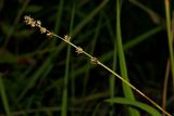Carex divulsa. Соплодие. Краснодарский край, окр. г. Адлер, широколиственный лес, дно небольшого овражка 30.06.2024.