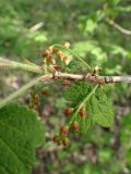 Ribes pallidiflorum. Часть ветви с соцветиями. Хабаровский край, г. Комсомольск-на-Амуре, дол. р. Силинка, лиственный лес. 20.05.2026.