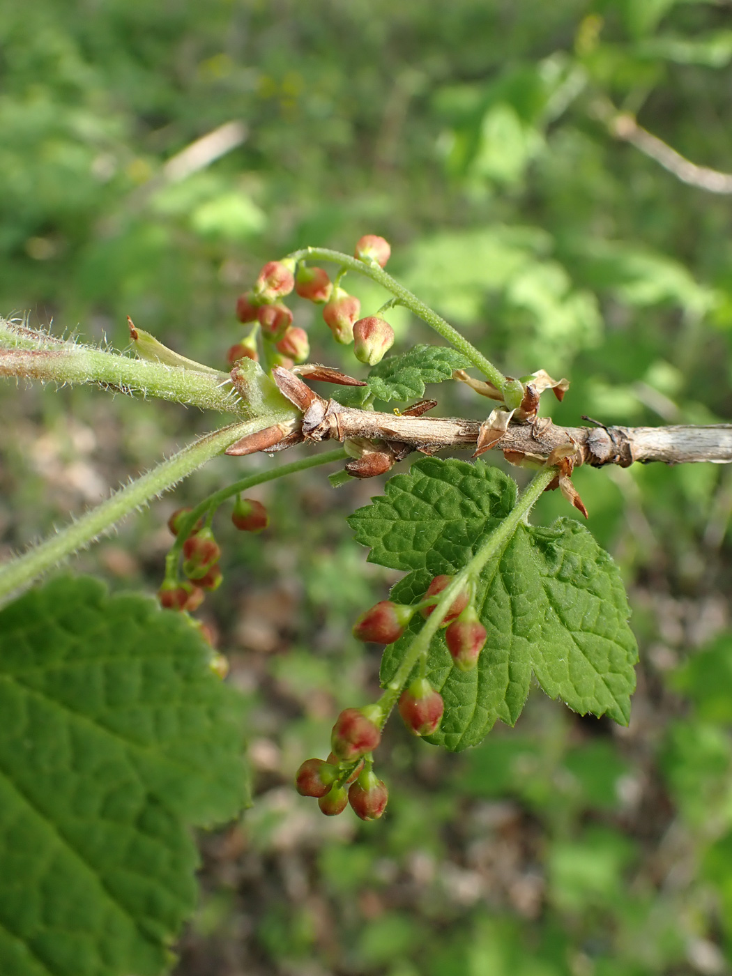 Image of Ribes pallidiflorum specimen.