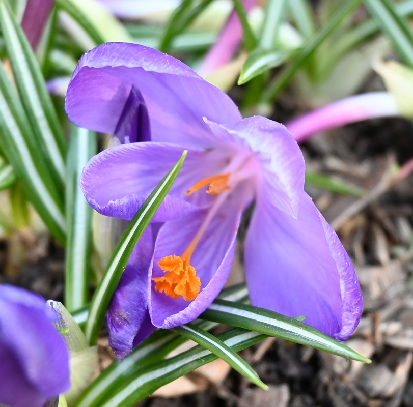 Изображение особи род Crocus.