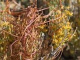 Cuscuta pamirica. Побеги растения, паразитирующего на Ephedra. Таджикистан, Горно-Бадахшанская автономная обл., Рушанский р-н, хр. Северо-Аличурский, Ирхтские горы, Сарезское оз. (Locus classicus), Ирхтский залив, полуостров в устье р. Лянгар, выс. ≈ 3250 м н.у.м., каменистый склон. 25 июня 2026 г.