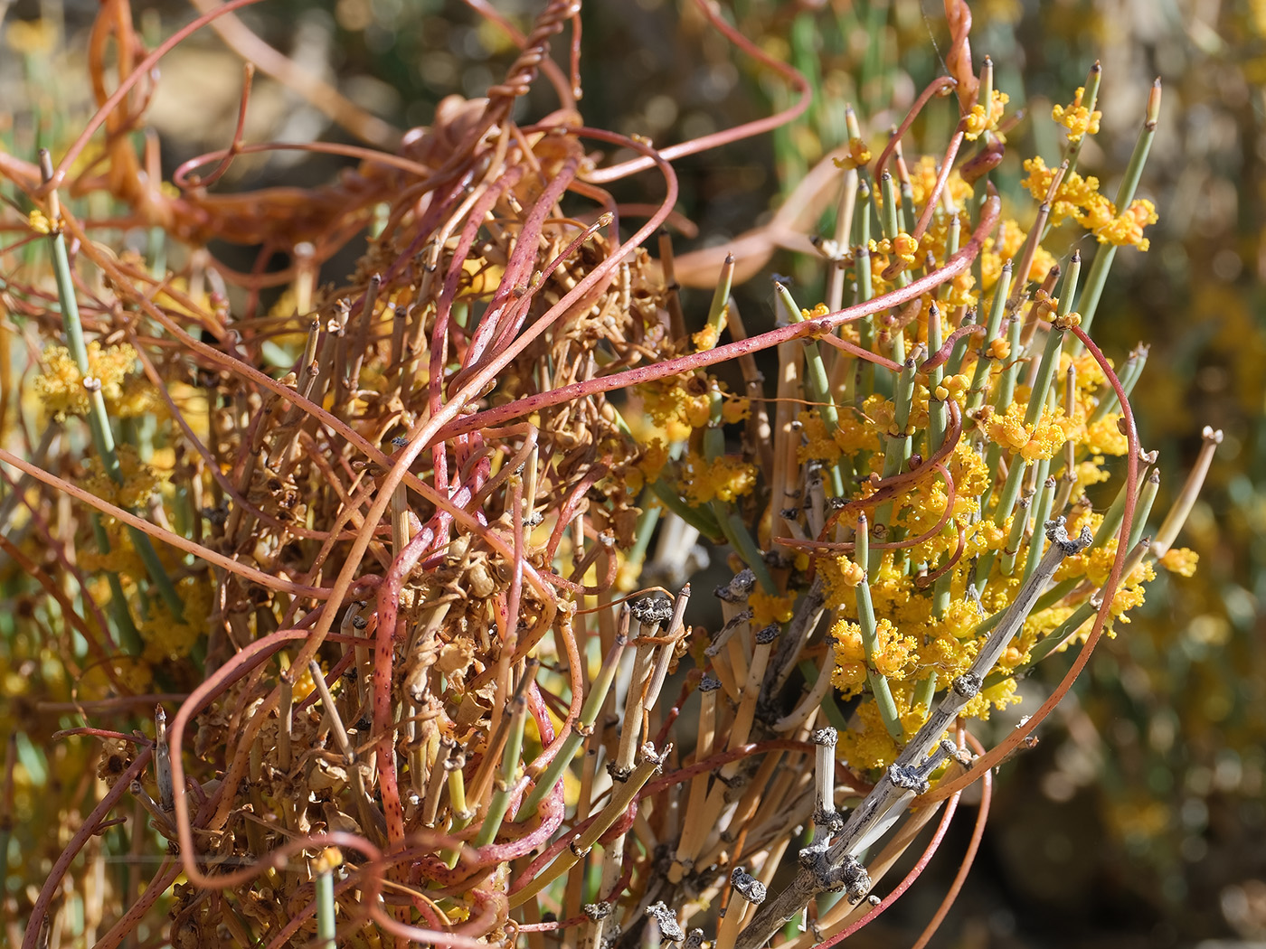 Изображение особи Cuscuta pamirica.