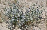 Eryngium maritimum. Цветущее растение в сообществе с Poaceae. Португалия, округ Сетубал, п-ов Троя, песчаный пляж. 17.06.2026.