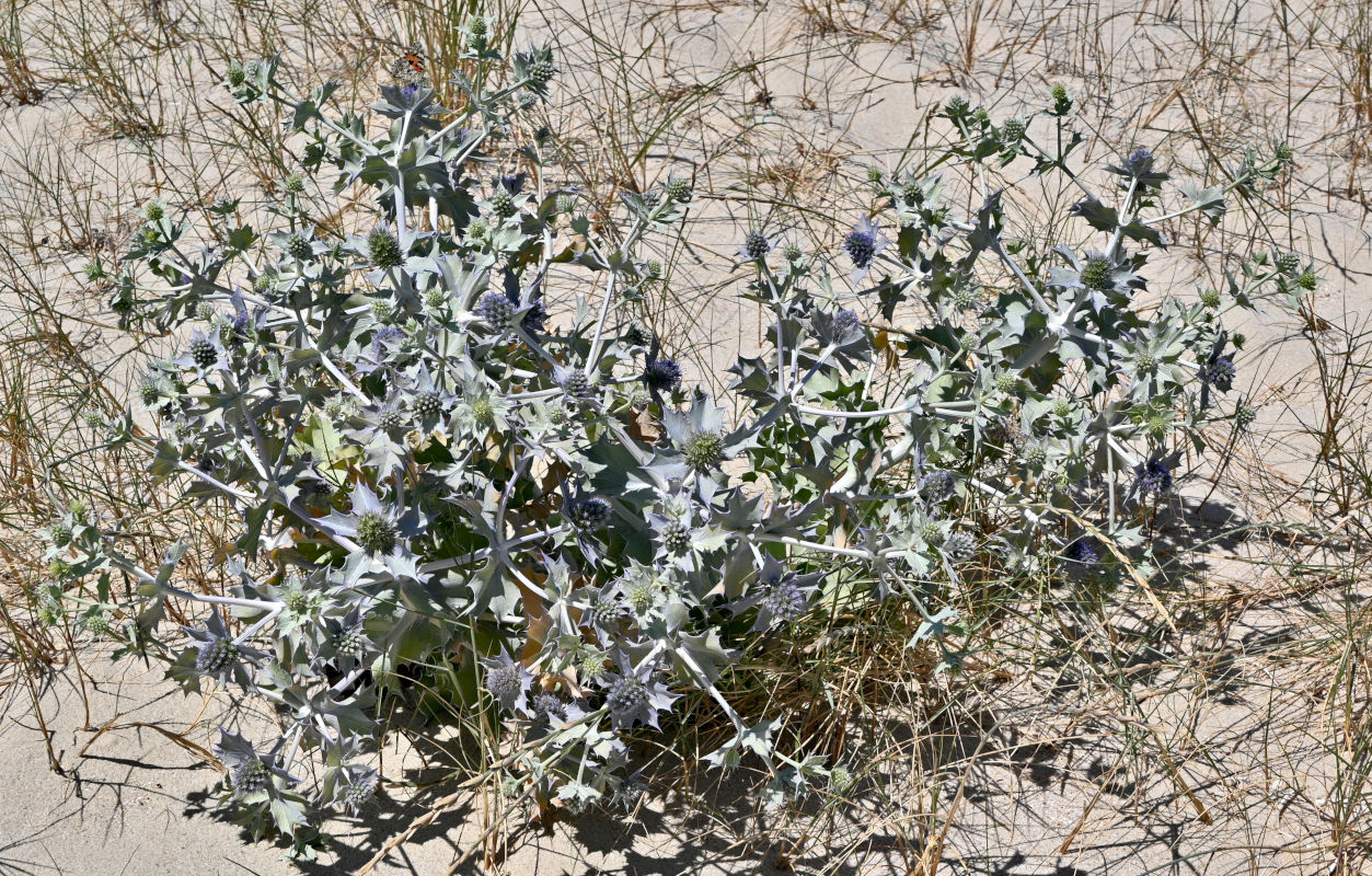 Изображение особи Eryngium maritimum.