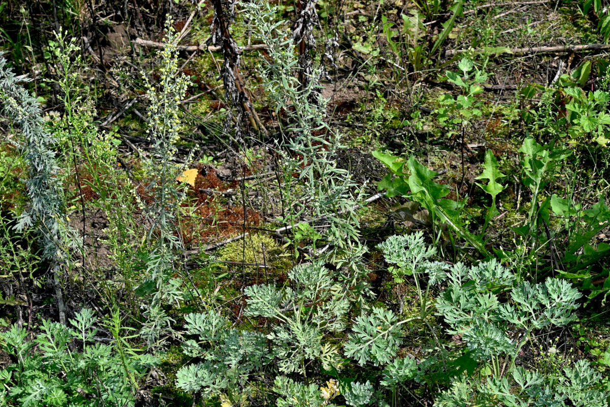 Изображение особи Artemisia absinthium.