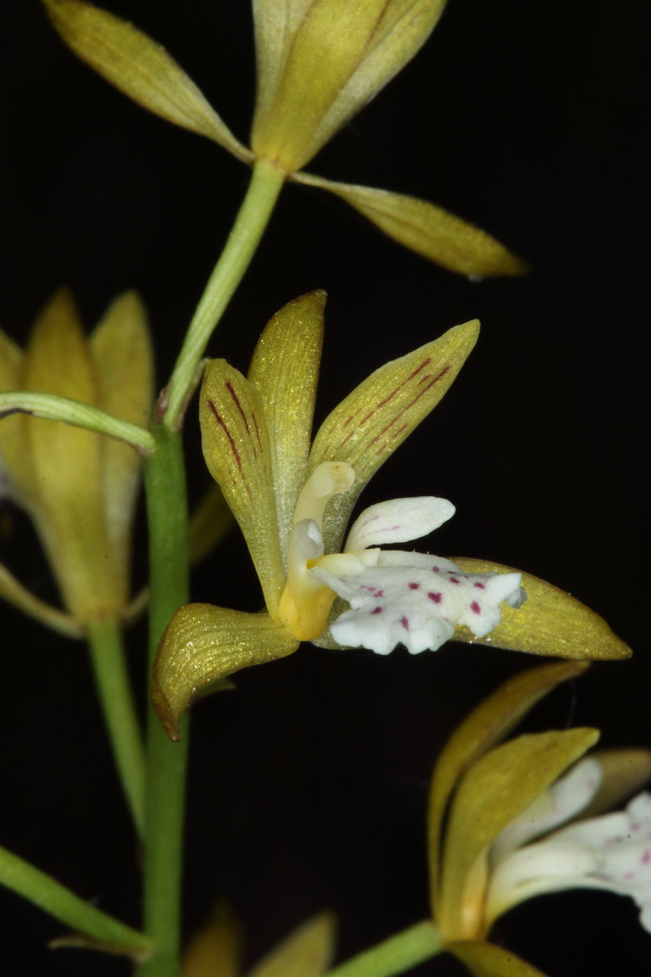 Image of Oreorchis patens specimen.